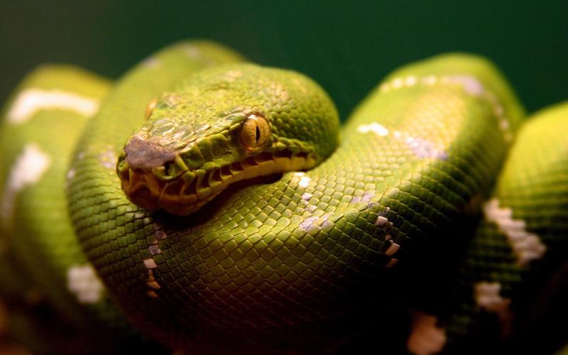 fond-ecran-animaux-serpents-024.jpg