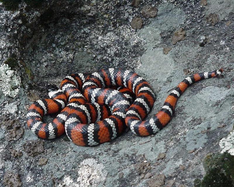 fond-ecran-animaux-serpents-028.jpg