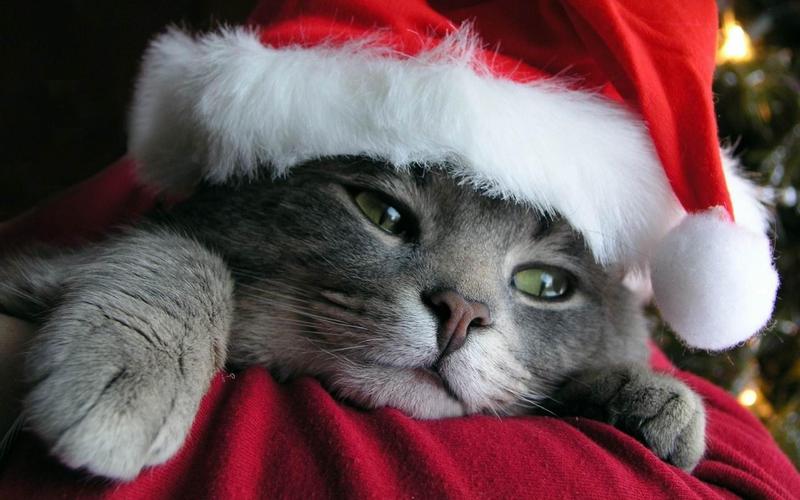 fond-ecran-fetes-noel-animaux-008.jpg