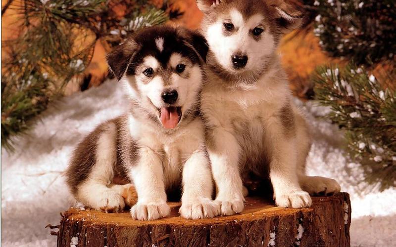 fond-ecran-fetes-noel-animaux-012.jpg