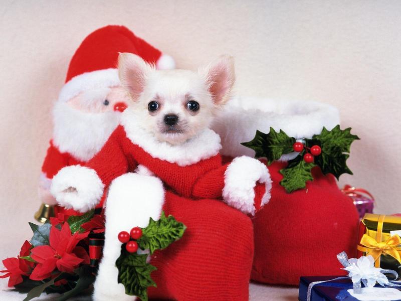 fond-ecran-fetes-noel-animaux-017.jpg